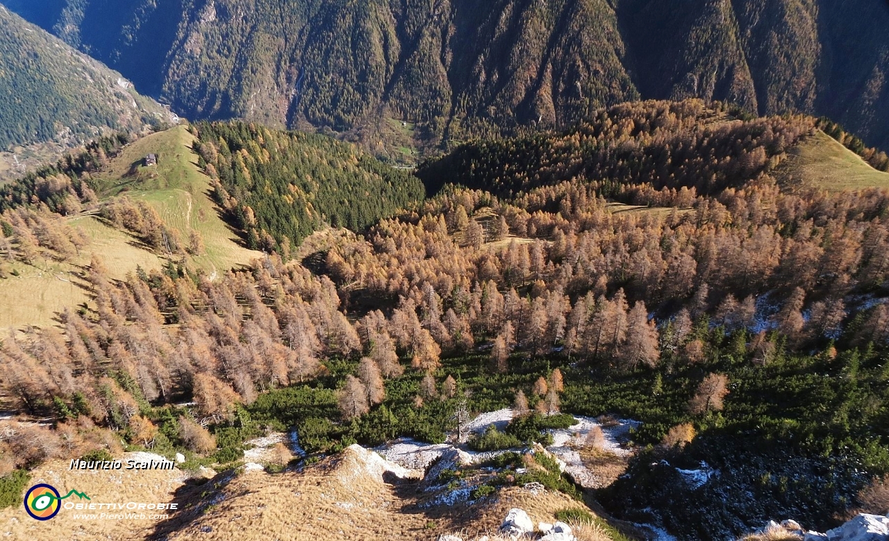 52 Il lariceto del Monte Colle Pizzo Badile.JPG